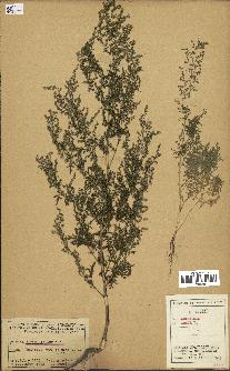 spécimen de Artemisia annua