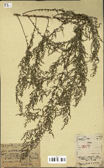 spécimen de Artemisia annua