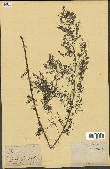 spécimen de Artemisia annua