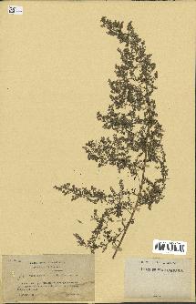 spécimen de Artemisia annua