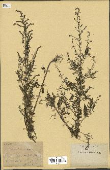 spécimen de Artemisia annua