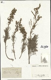 spécimen de Artemisia arborescens