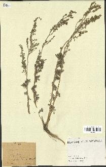 spécimen de Artemisia herba-alba