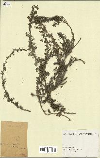 spécimen de Artemisia chamaemelifolia