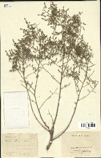 spécimen de Artemisia herba-alba