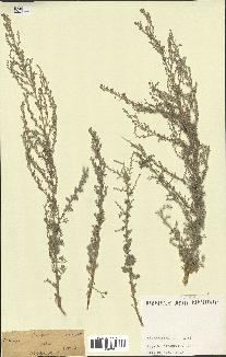 spécimen de Artemisia sp.