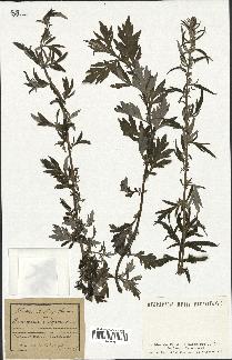 spécimen de Artemisia vulgaris