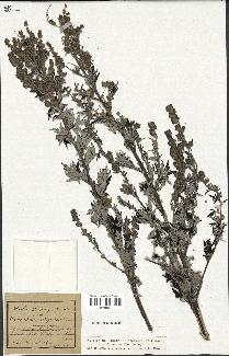 spécimen de Artemisia vulgaris