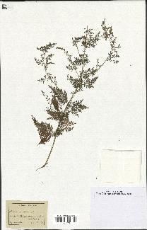 spécimen de Artemisia annua