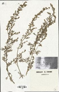 spécimen de Artemisia absinthium