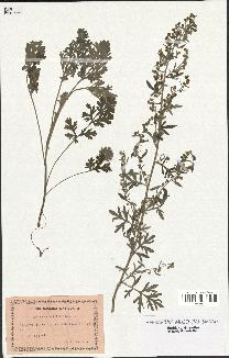 spécimen de Artemisia absinthium