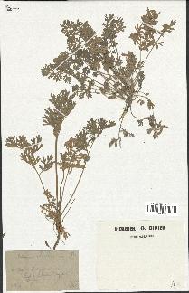 spécimen de Artemisia absinthium