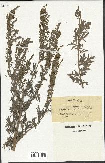 spécimen de Artemisia absinthium