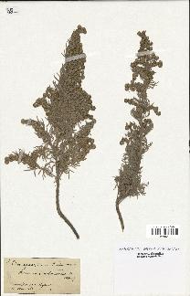 spécimen de Artemisia arborescens