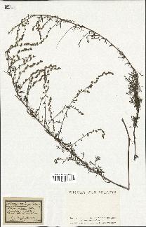 spécimen de Artemisia campestris
