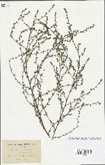 spécimen de Artemisia campestris