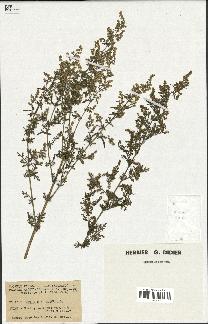 spécimen de Artemisia annua