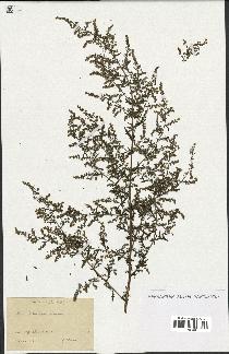 spécimen de Artemisia annua