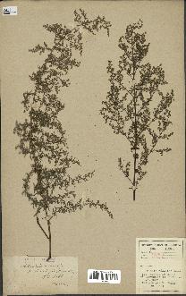 spécimen de Artemisia annua