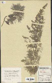 spécimen de Artemisia arborescens