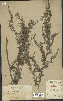 spécimen de Artemisia absinthium