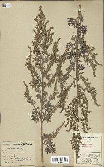 spécimen de Artemisia absinthium