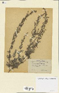 spécimen de Artemisia absinthium