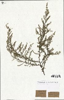 spécimen de Artemisia sp.