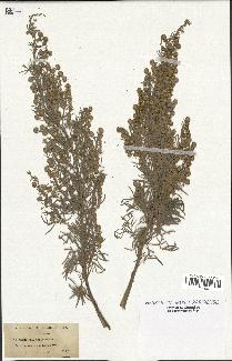 spécimen de Artemisia arborescens