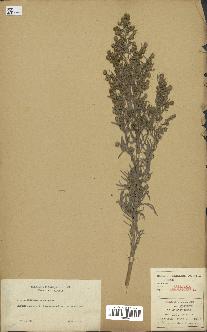 spécimen de Artemisia arborescens