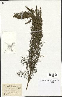 spécimen de Artemisia procera