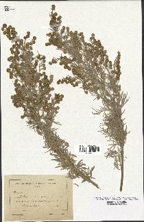 spécimen de Artemisia arborescens