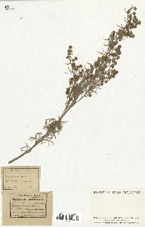 spécimen de Artemisia arborescens