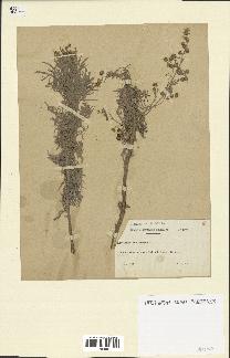 spécimen de Artemisia arborescens