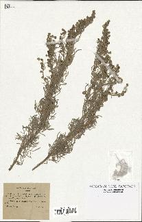 spécimen de Artemisia arborescens