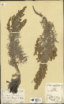 spécimen de Artemisia arborescens