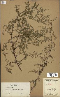 spécimen de Artemisia annua