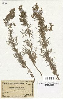 spécimen de Artemisia arborescens