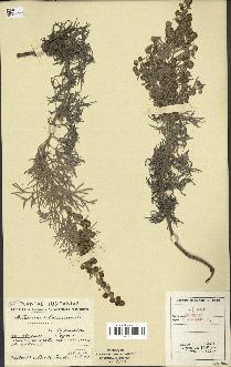 spécimen de Artemisia arborescens