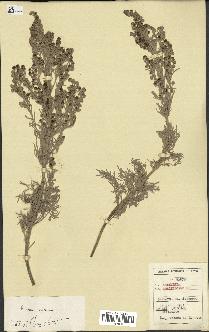 spécimen de Artemisia arborescens