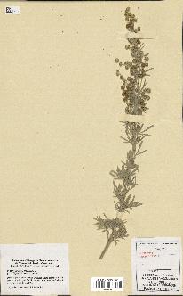 spécimen de Artemisia arborescens