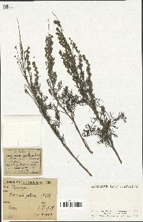 spécimen de Artemisia gallica