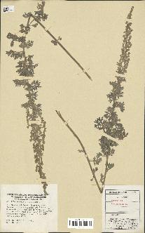 spécimen de Artemisia absinthium