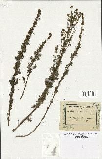 spécimen de Artemisia chamaemelifolia