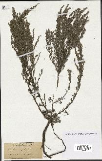 spécimen de Artemisia palmata