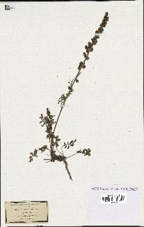 spécimen de Artemisia atrata