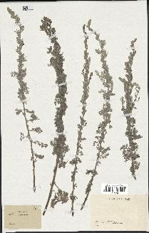 spécimen de Artemisia maritima