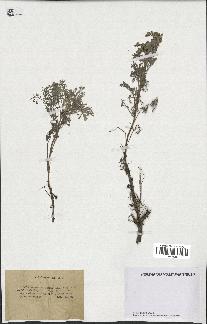 spécimen de Artemisia maritima