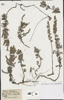 spécimen de Artemisia maritima