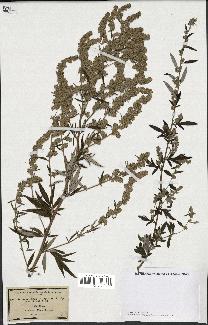 spécimen de Artemisia vulgaris